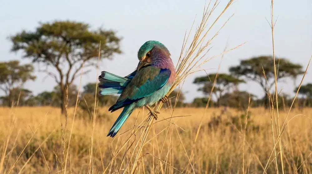 Beste Reisezeit für Akagera-Nationalpark