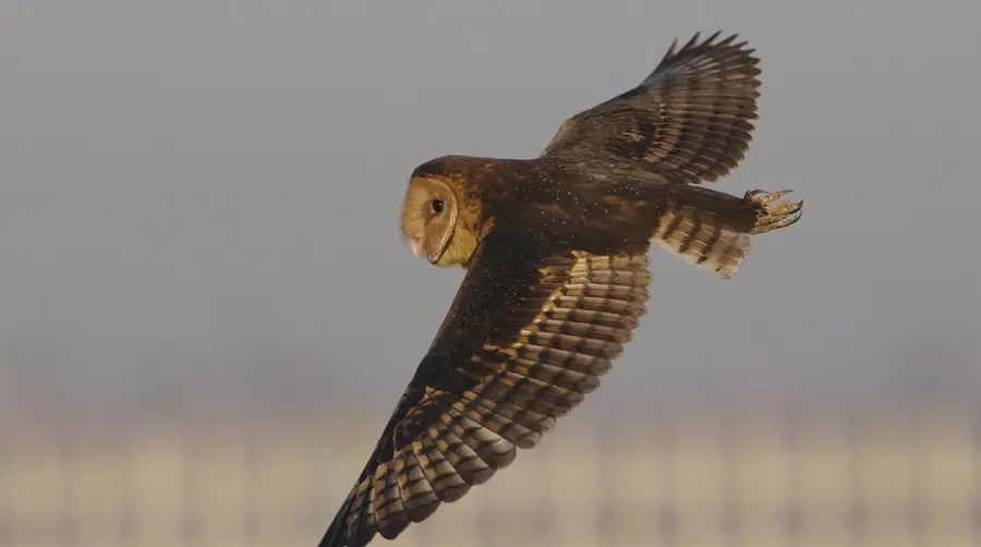 African Grass Owl
