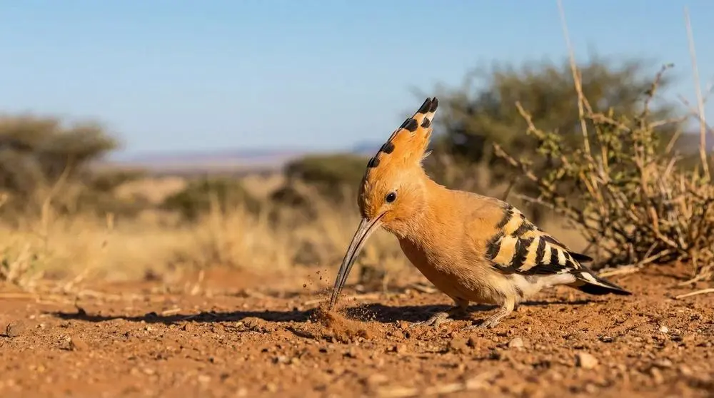 Abubilla africana