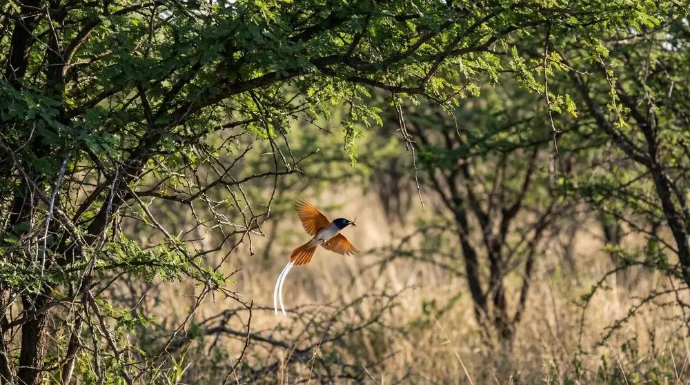 Afrikanischer Paradiesfliegenschnäpper
