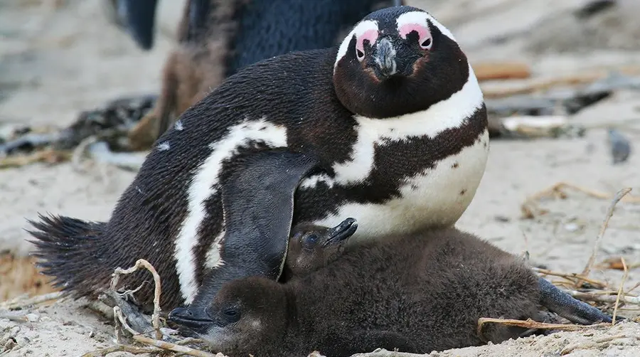 African Penguin