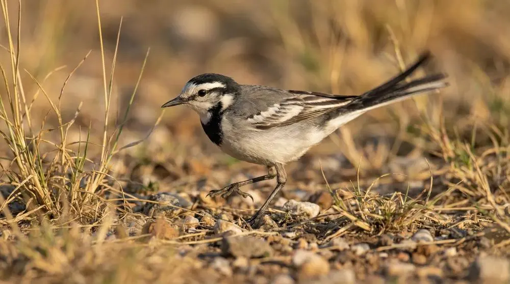 Mejor época para visitar Reserva Nacional de Samburu