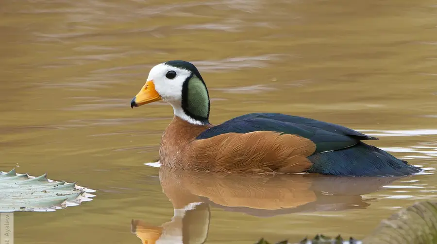 アフリカのサファリでアフリカマメガンを見つける方法