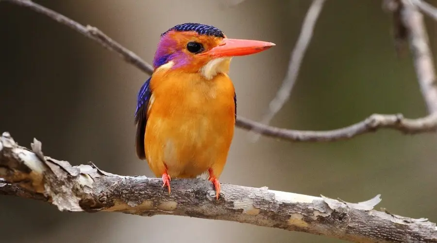 아프리카 사파리에서 African Pygmy Kingfisher 찾는 법