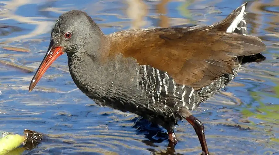 African Rail