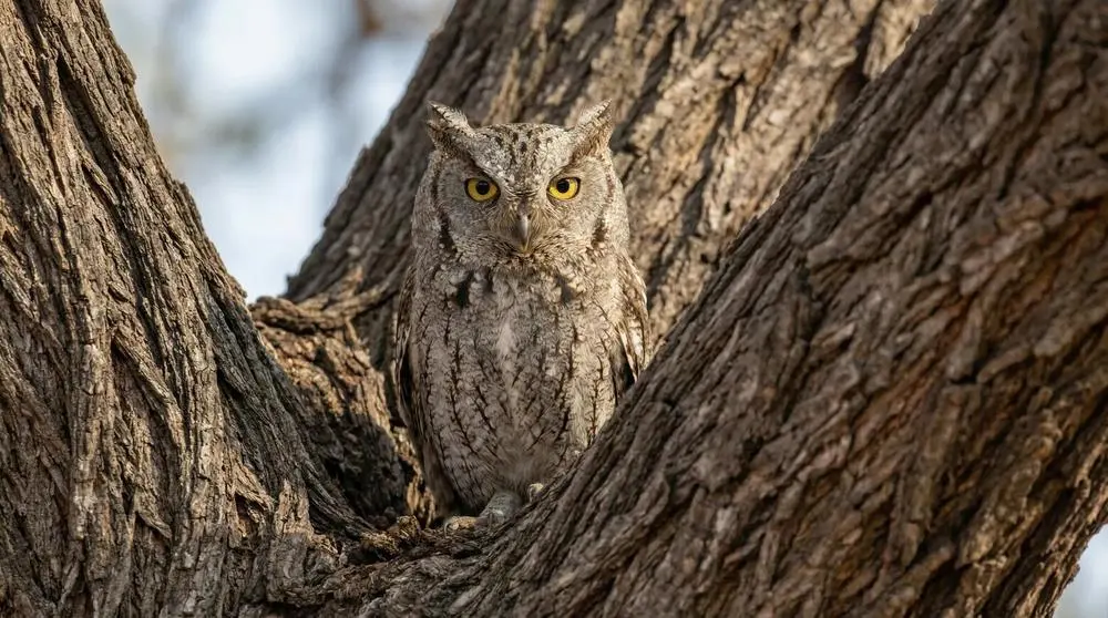 African Scops-owl