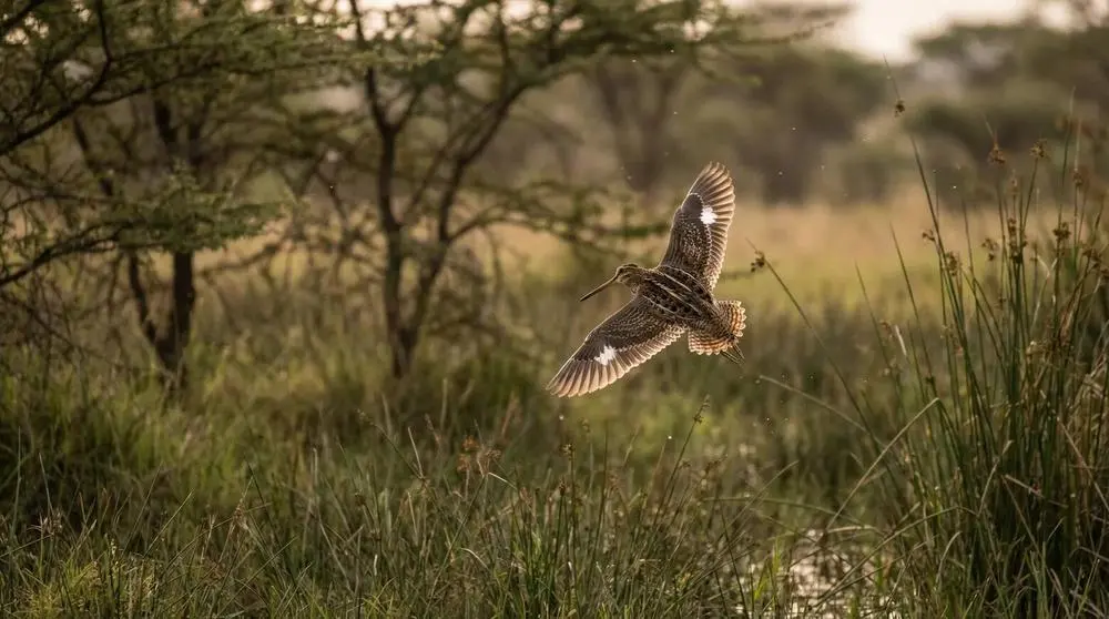 Afrikanischer Schnepfenvogel
