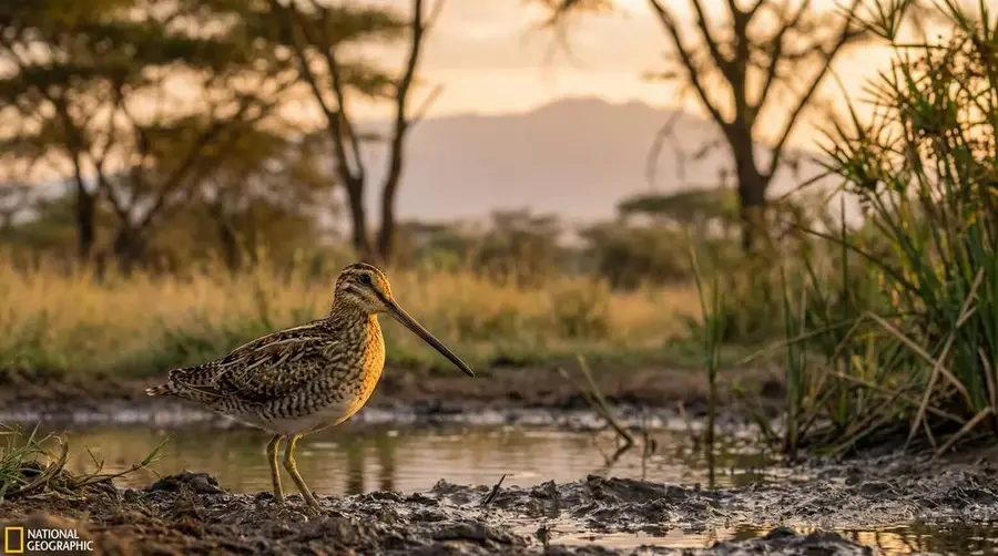 Afrikanischer Schnepfenvogel