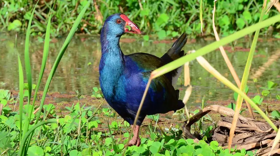 African Swamphen