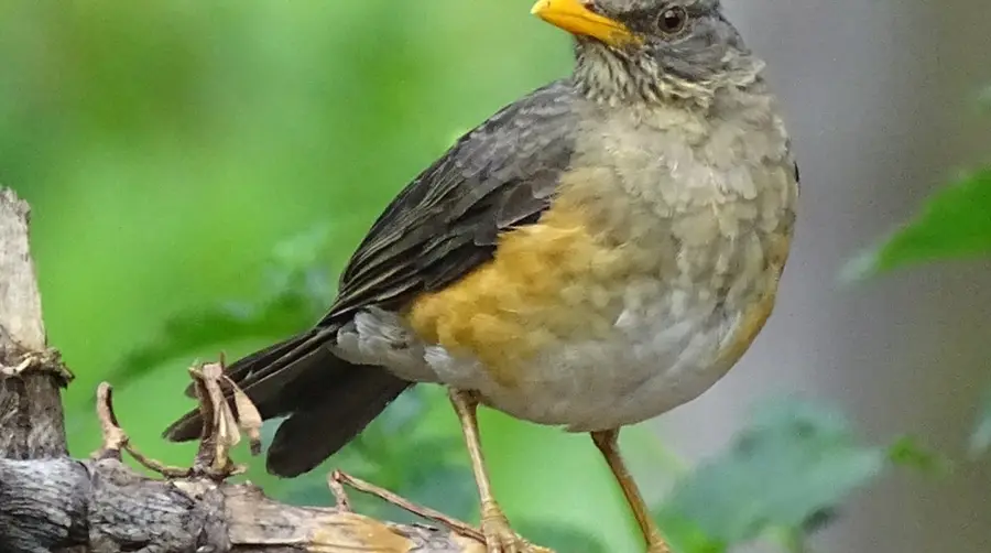 African Thrush