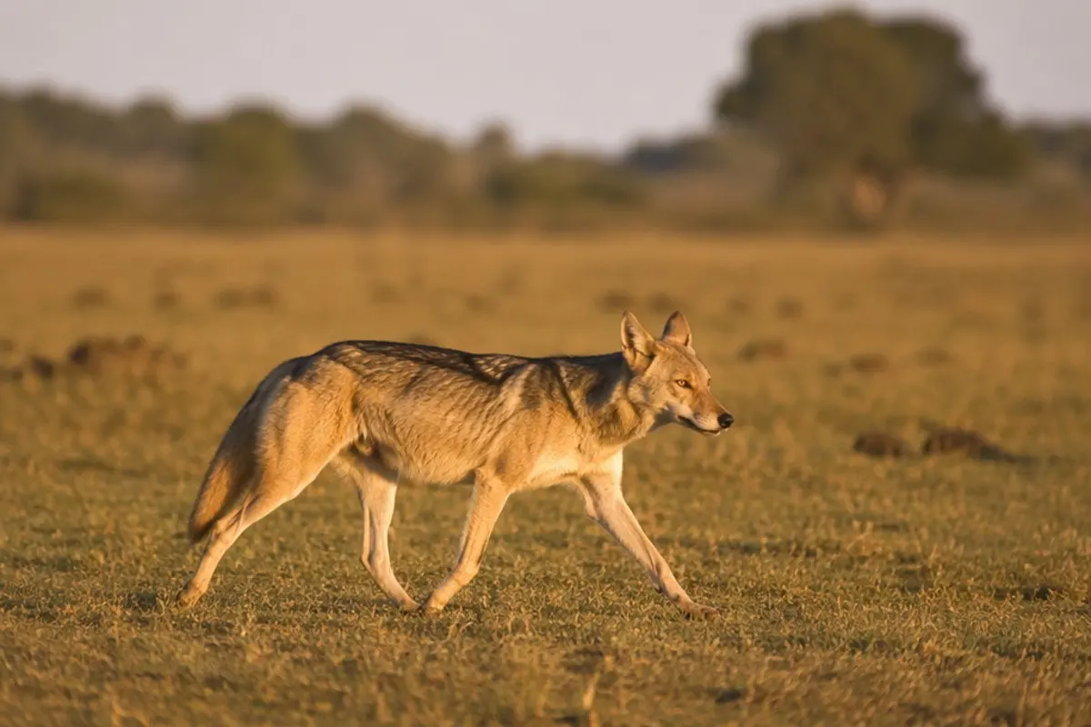 Lobo africano