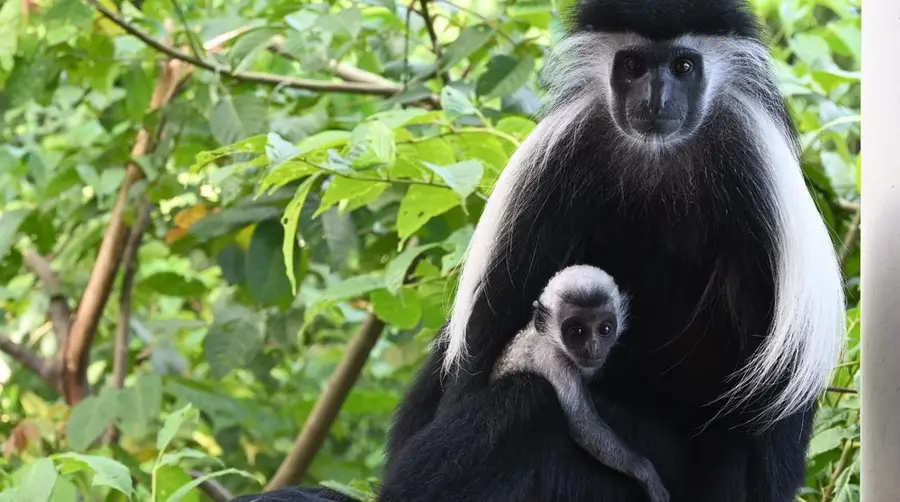 Angola Colobus