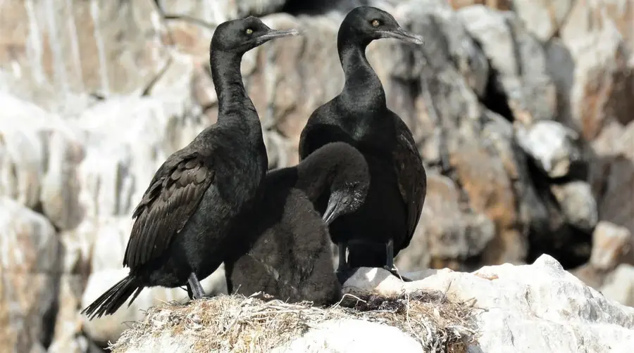 Bank Cormorant