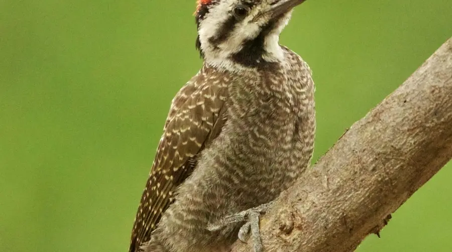 Bearded Woodpecker