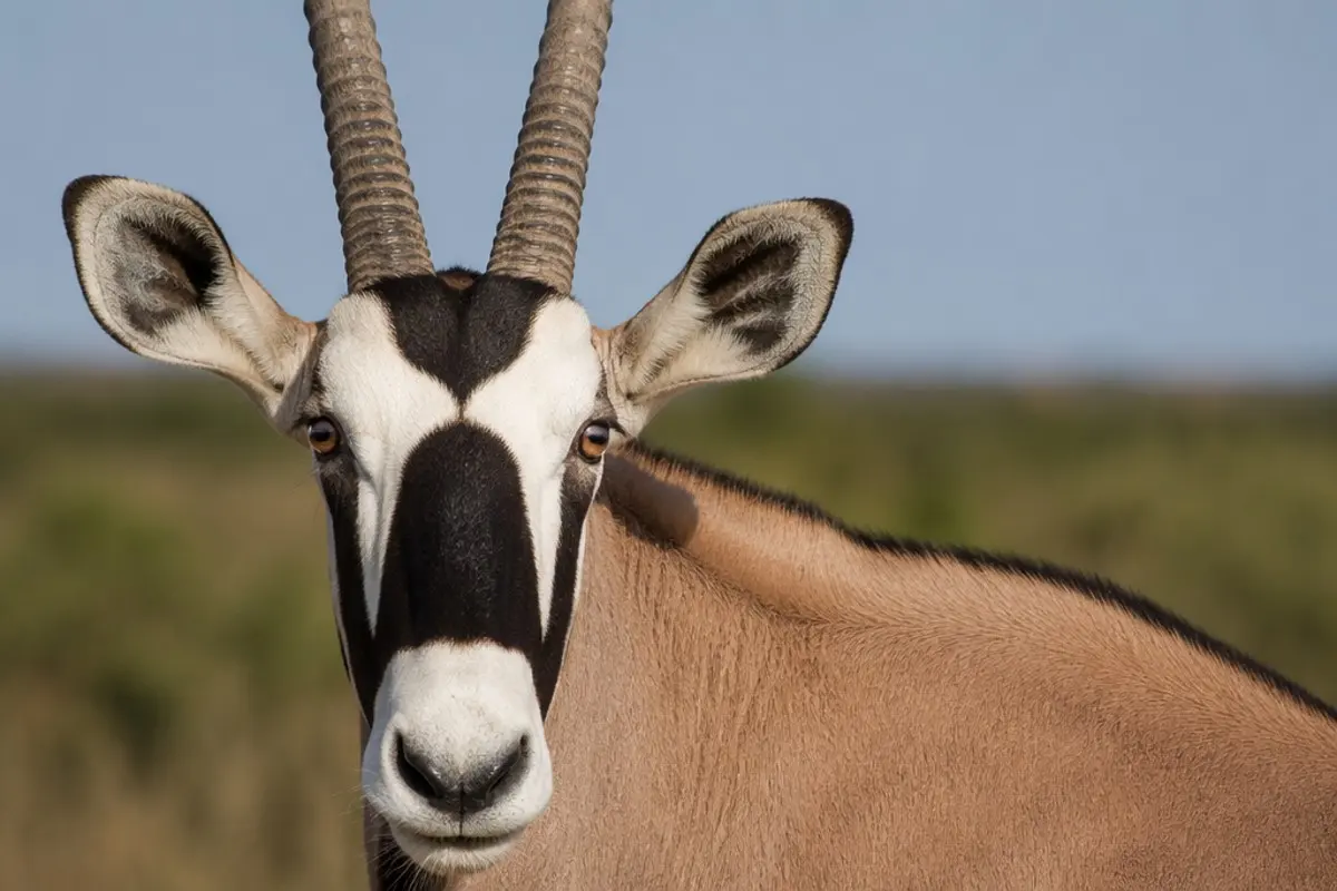 Beisa-Oryx