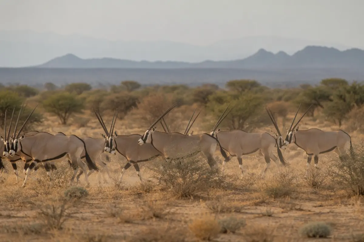 Beisa-Oryx