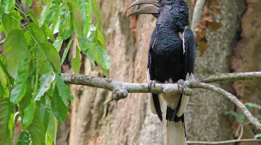 Black-and-white-casqued Hornbill
