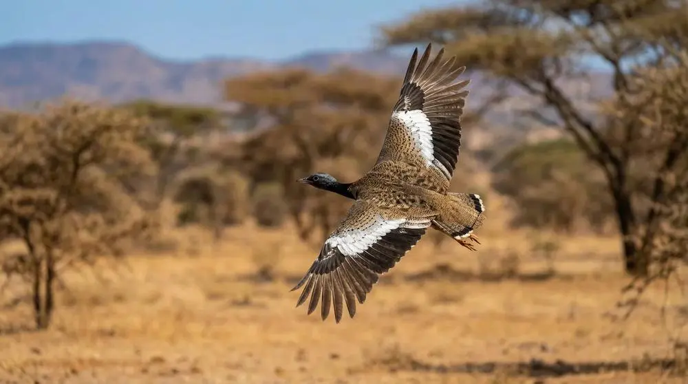 So kommst du nach Ngorongoro-Schutzgebiet