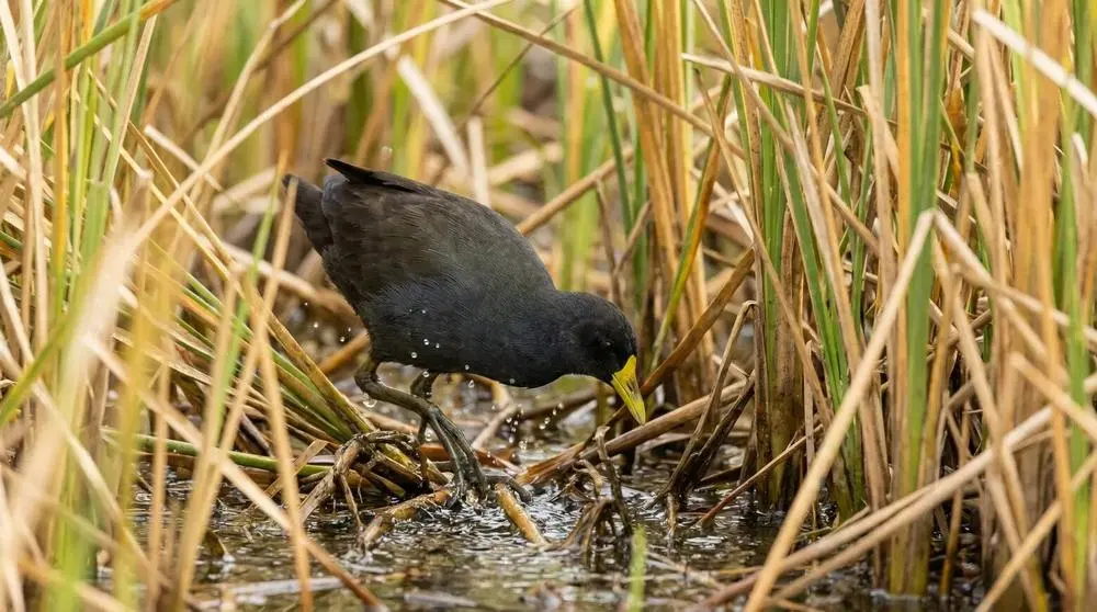 Black Crake