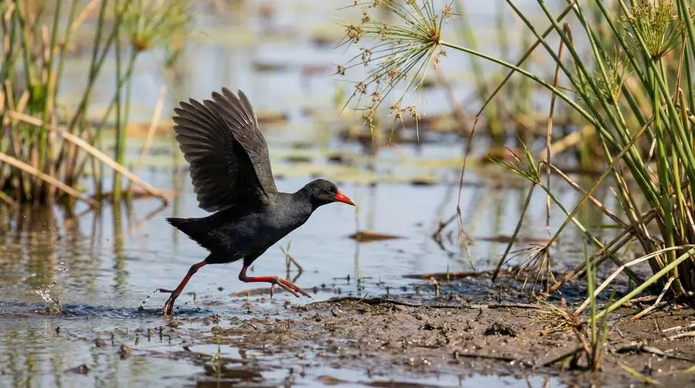 Black Crake
