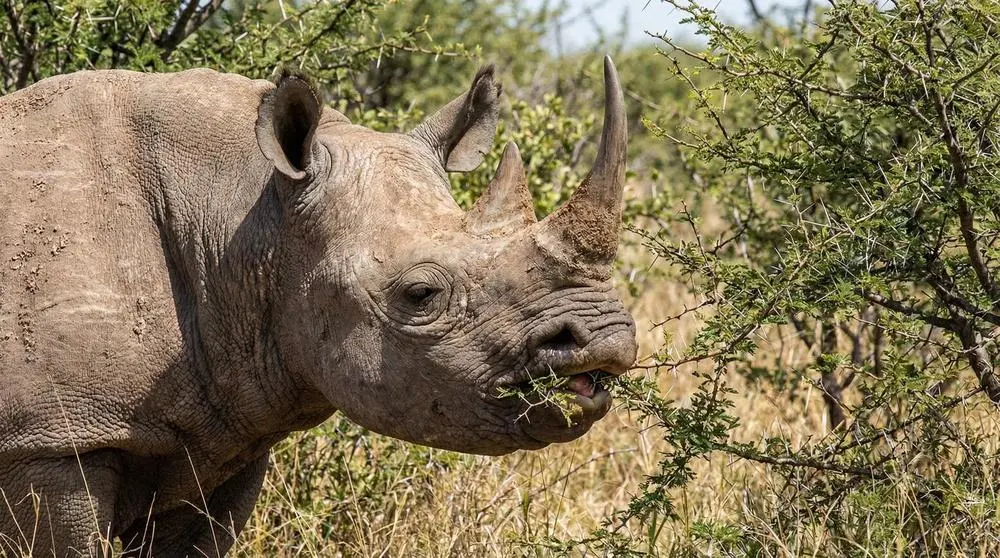 Schwarzes Nashorn