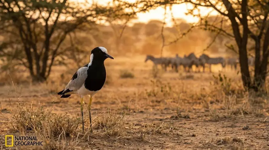 طائر السمان ذو الظهر الأسود