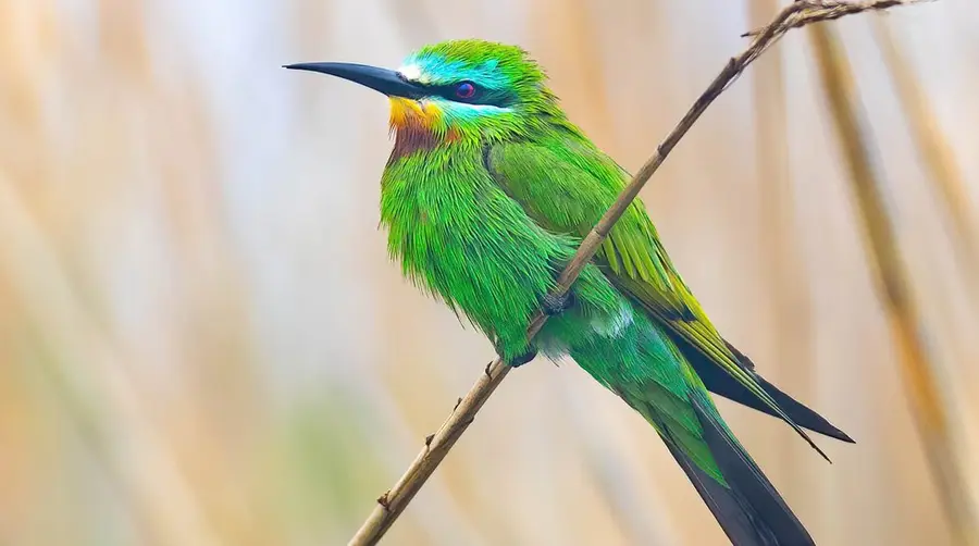 Blue-cheeked Bee-eater