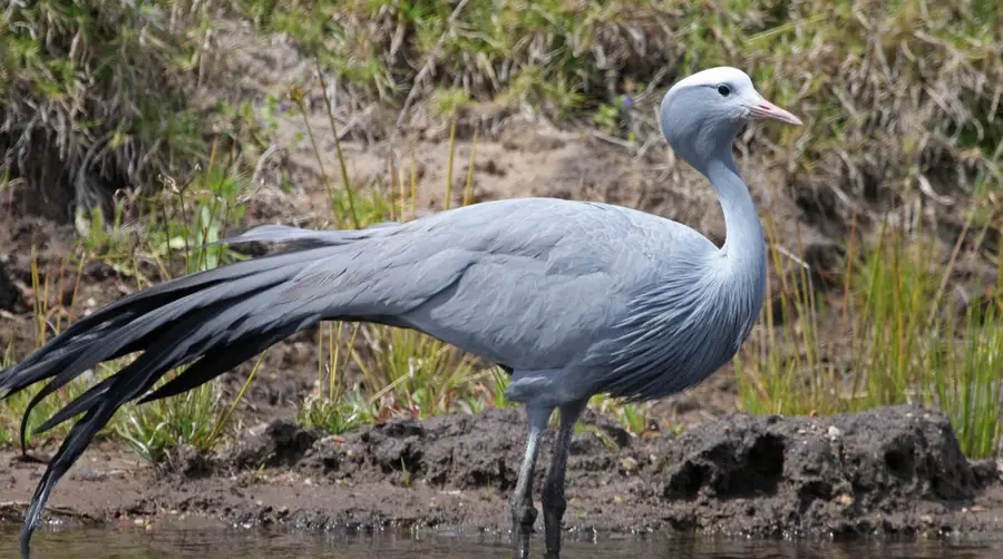 Blue Crane