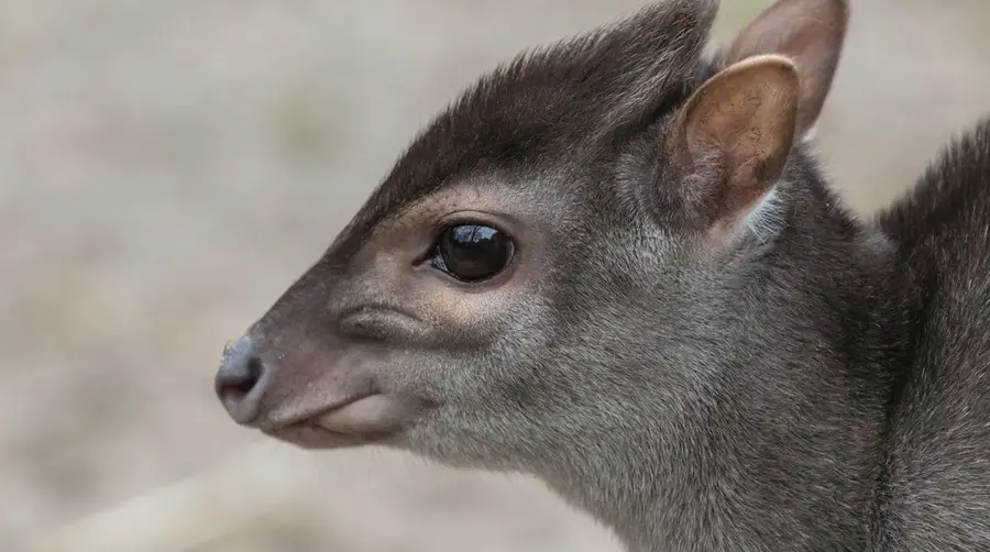 Blue Duiker