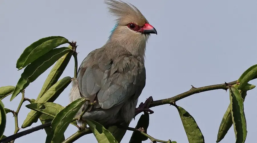 Blue-naped Mousebird