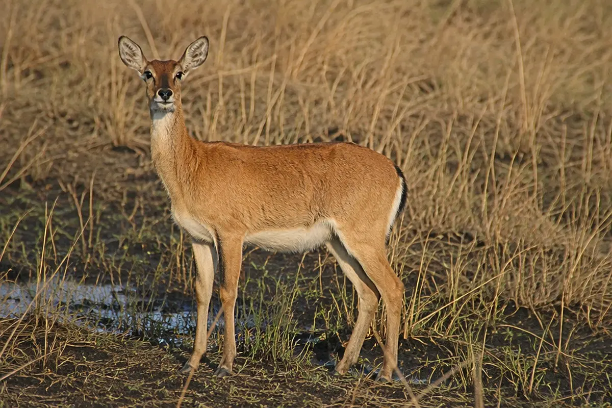 Riedbock