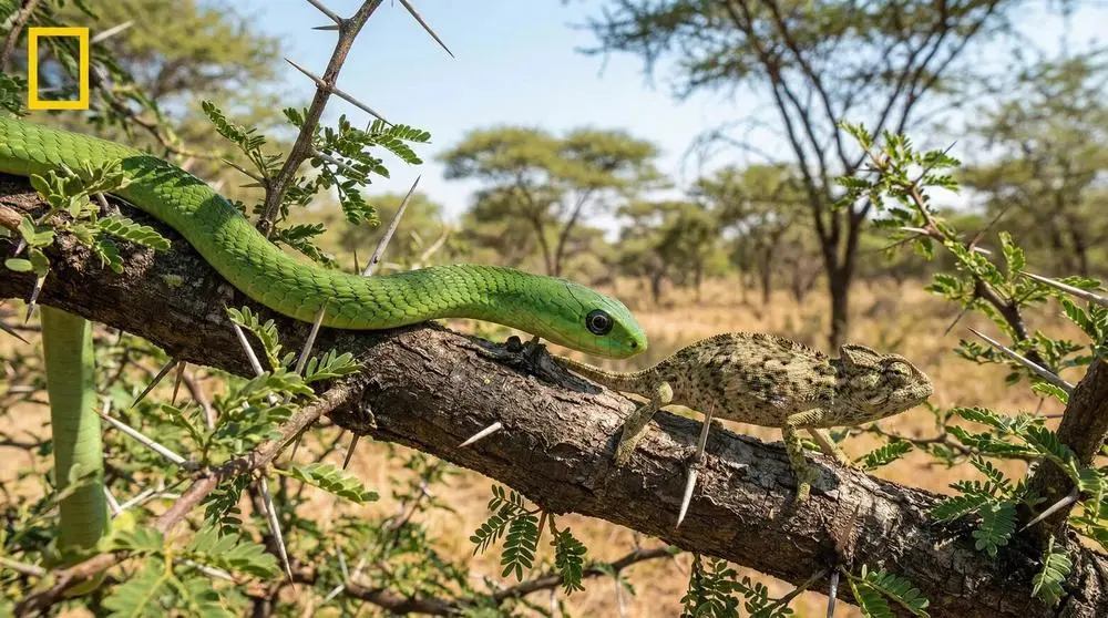 Boomslang