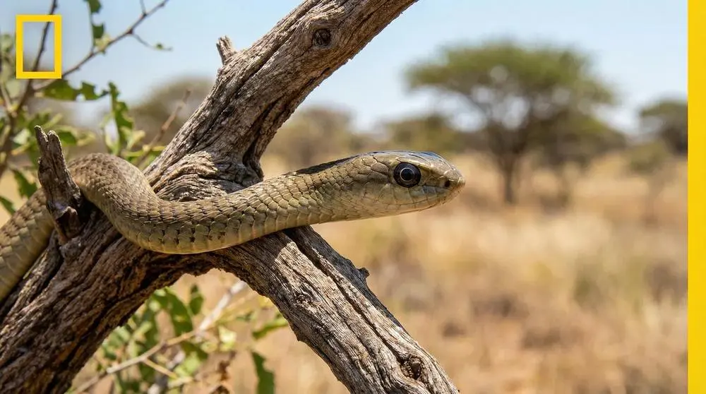 Boomslang