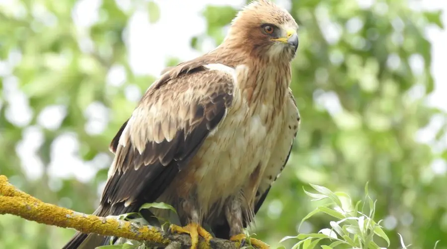 Booted Eagle