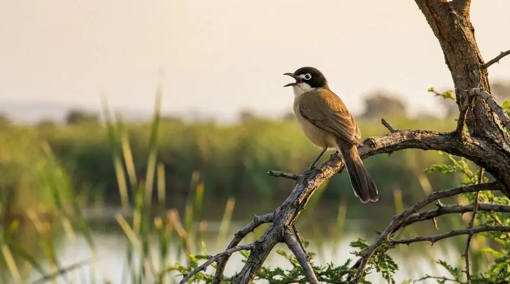 بروبرُو