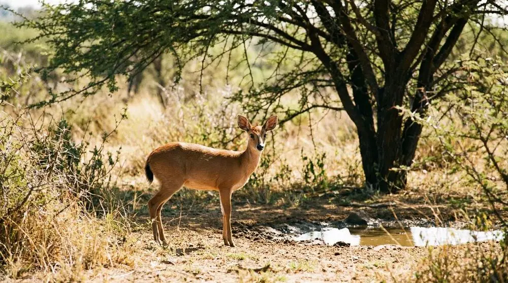 Duiker arbustivo