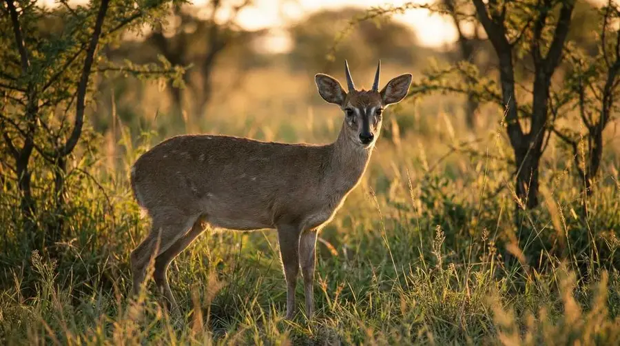 Duiker arbustivo