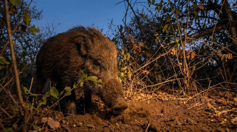 Buschschwein