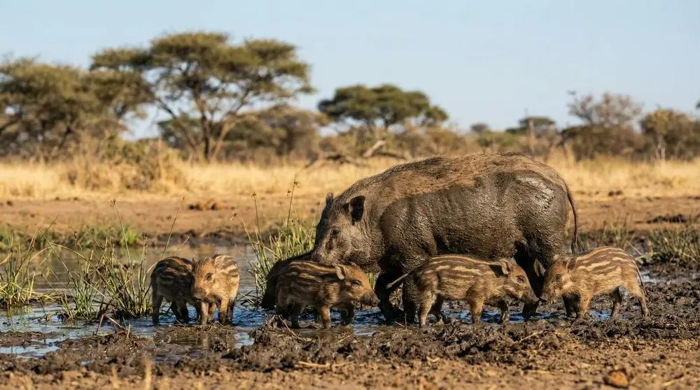 Buschschwein