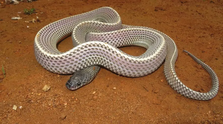 Cape File Snake