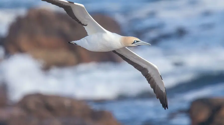 Cape Gannet