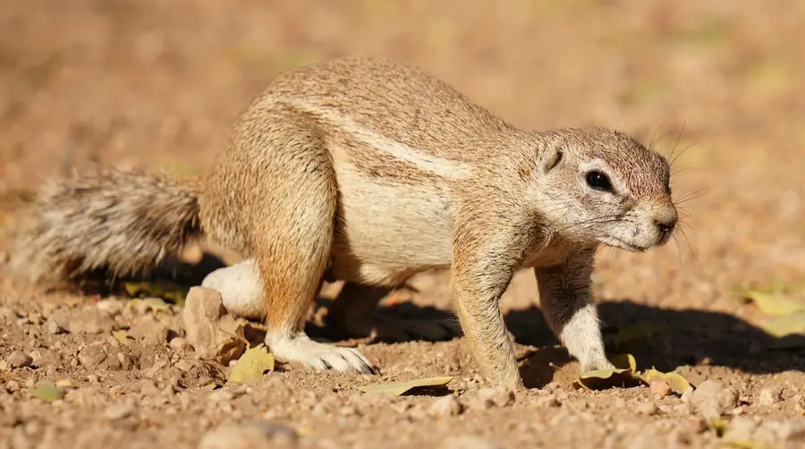 Cape Ground Squirrel