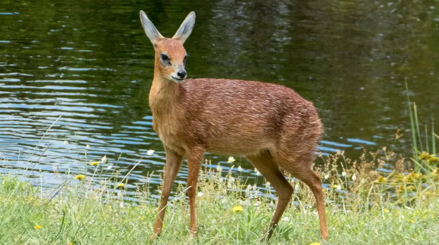 Cape Grysbok