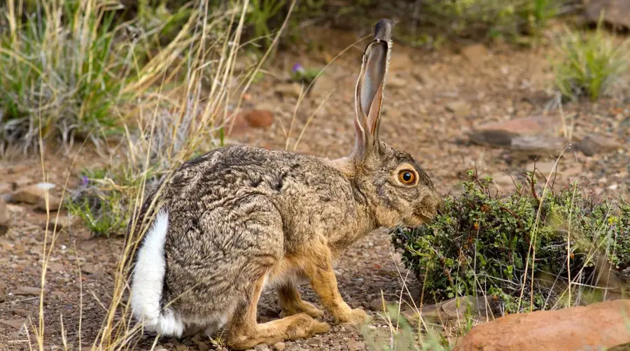 Cape Hare