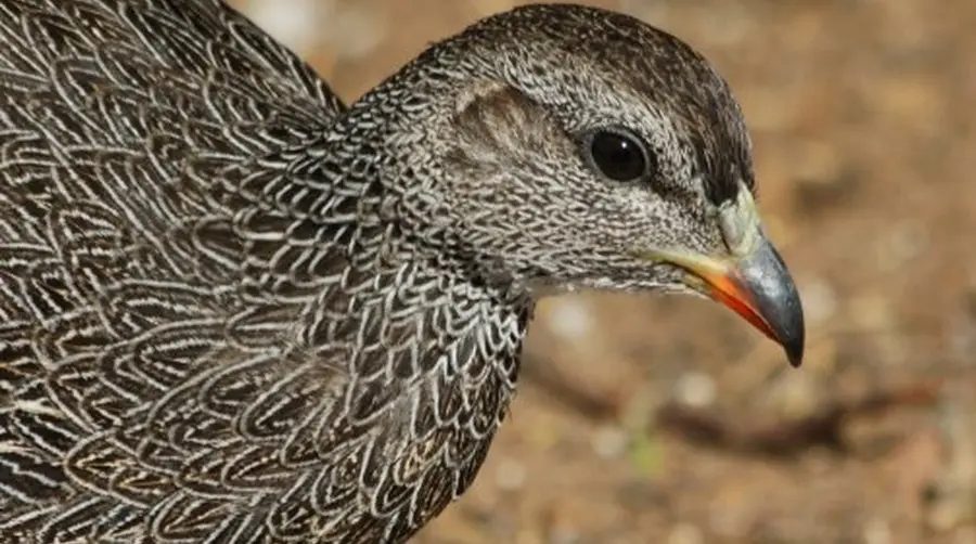 Cape Spurfowl