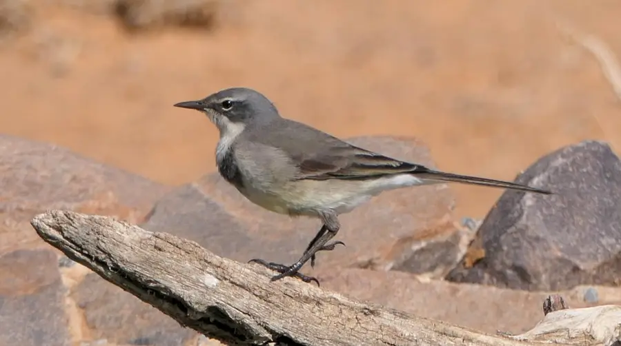 Cape Wagtail