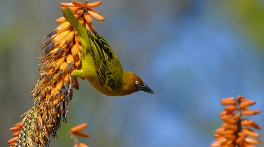 Cape Weaver