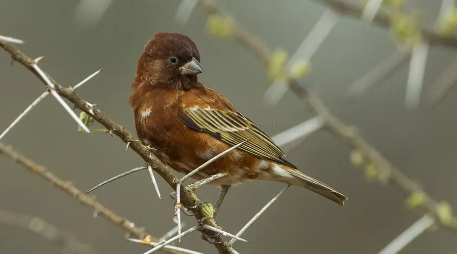 Chestnut Sparrow
