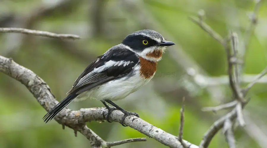 Chinspot Batis