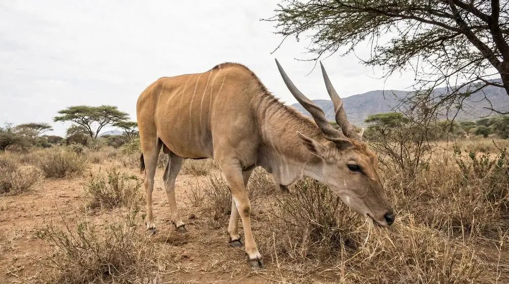 Gewöhnlicher Eland